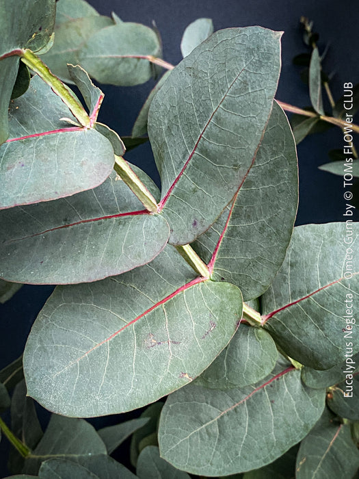 Eucalyptus Neglecta – Omeo Gum
A cold-tolerant, blue-green statement tree for refined garden spaces; available at TOMs FLOWer CLUB