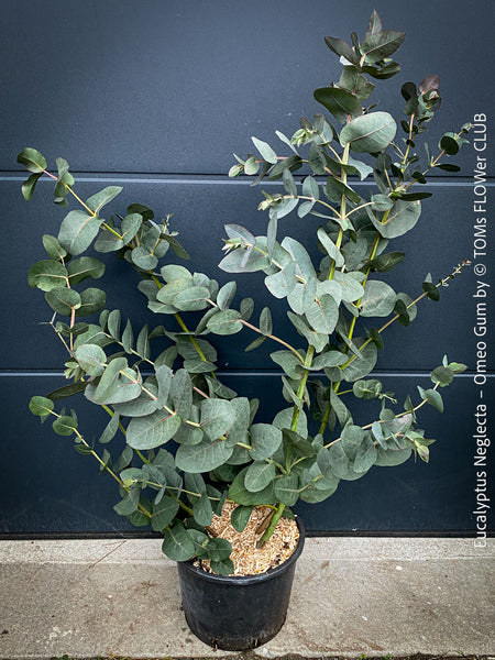 Eucalyptus Neglecta – Omeo Gum
A cold-tolerant, blue-green statement tree for refined garden spaces; available at TOMs FLOWer CLUB