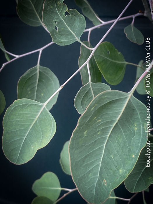 Eucalyptus Polyanthemos, Silver Dollar Gum, red box, organically grown garden, medicinal plants for sale by TOMs FLOWer CLUB.