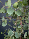 Eucalyptus Polyanthemos, Silver Dollar Gum, red box, organically grown garden, medicinal plants for sale by TOMs FLOWer CLUB.