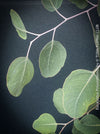 Eucalyptus Polyanthemos, Silver Dollar Gum, red box, organically grown garden, medicinal plants for sale by TOMs FLOWer CLUB.