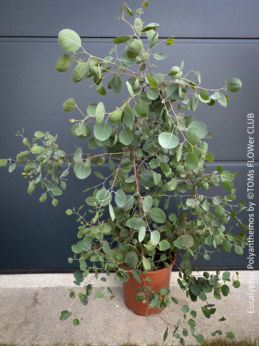 Eucalyptus Polyanthemos, Silver Dollar Gum, red box, organically grown garden, medicinal plants for sale by TOMs FLOWer CLUB.