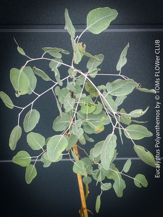Eucalyptus Polyanthemos, Silver Dollar Gum, red box, organically grown garden, medicinal plants for sale by TOMs FLOWer CLUB.