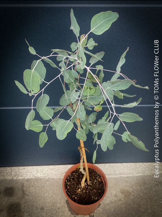 Eucalyptus Polyanthemos, Silver Dollar Gum, red box, organically grown garden, medicinal plants for sale by TOMs FLOWer CLUB.