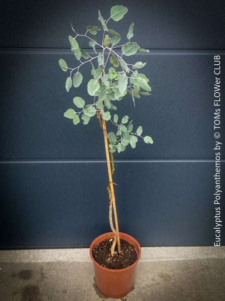 Eucalyptus Polyanthemos, Silver Dollar Gum, red box, organically grown garden, medicinal plants for sale by TOMs FLOWer CLUB.