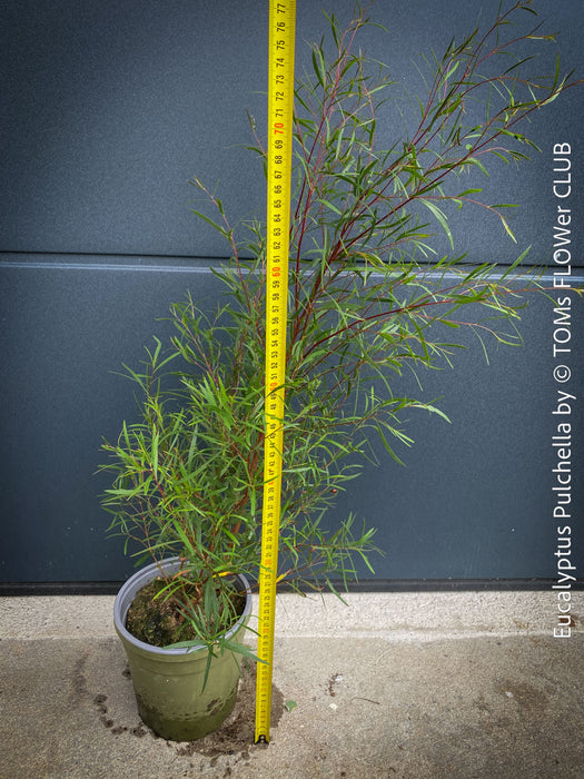 Eucalyptus pulchella tree planted in a garden setting, showcasing its growth habit; for sale at TOMs FLOWer CLUB.