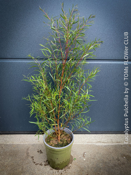 Eucalyptus pulchella with smooth, peeling pale bark and slender, aromatic leaves; for sale at TOMs FLOWer CLUB.