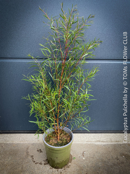 Eucalyptus pulchella with smooth, peeling pale bark and slender, aromatic leaves; for sale at TOMs FLOWer CLUB.