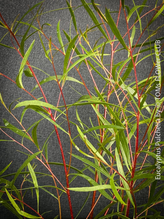 Eucalyptus pulchella tree planted in a garden setting, showcasing its growth habit; for sale at TOMs FLOWer CLUB.