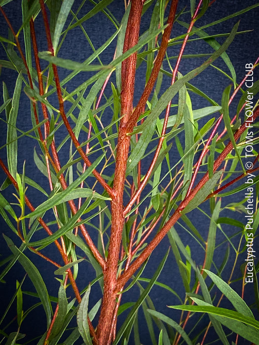 Eucalyptus pulchella tree planted in a garden setting, showcasing its growth habit; for sale at TOMs FLOWer CLUB.
