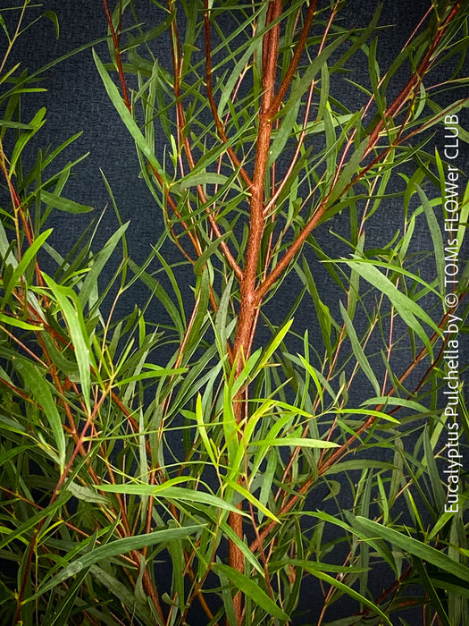 Mature Eucalyptus pulchella displaying its characteristic white, ribbon-like bark.
