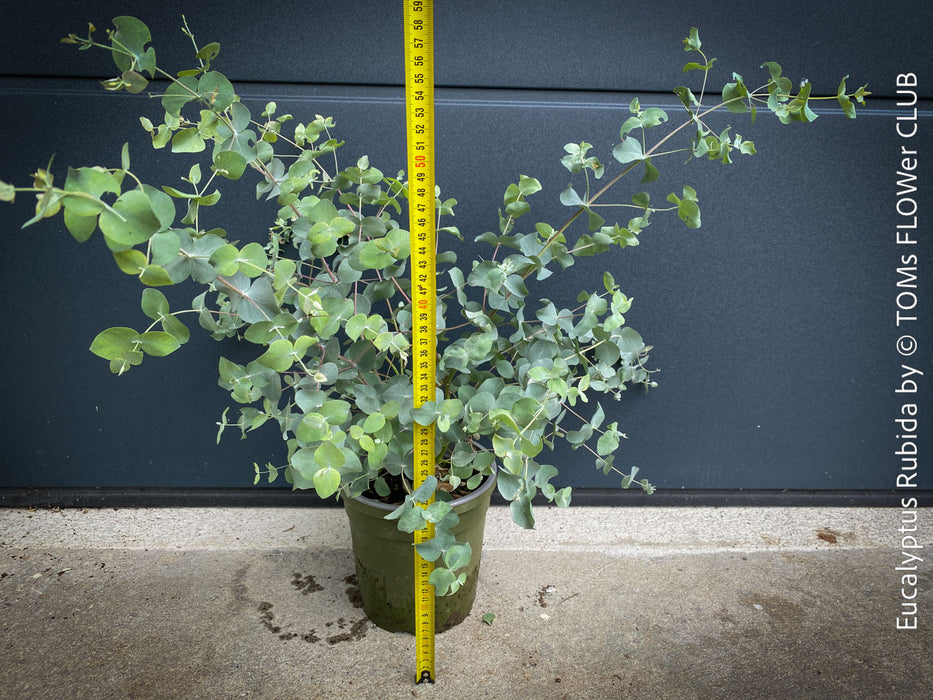 Eucalyptus rubida Candlebark Gum tree with white and pink ribbon-shed bark for sale at TOMs FLOWer CLUB.