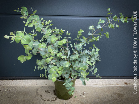 Mature Eucalyptus rubida foliage and lance-shaped leaves; Australian plants for sale at TOMs FLOWer CLUB.