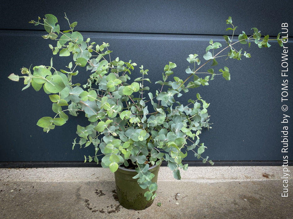 Mature Eucalyptus rubida foliage and lance-shaped leaves; Australian plants for sale at TOMs FLOWer CLUB.