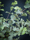 Juvenile round glaucous leaves of Eucalyptus rubida tree, for sale at TOMs FLOWer CLUB.