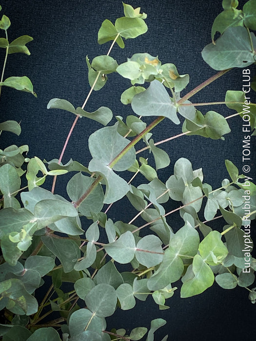 Juvenile round glaucous leaves of Eucalyptus rubida tree, for sale at TOMs FLOWer CLUB.