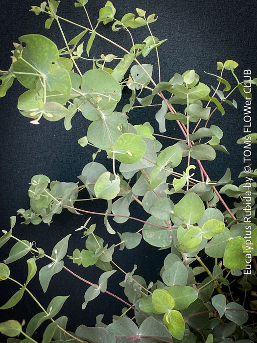 Feature Eucalyptus rubida specimen tree in full sun setting, green-blue leaves, organically grown at TOMs FLOWer CLUB.