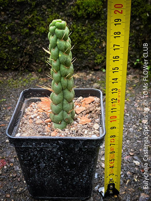 Eulychnia castanea spiralis, organically grown succulent plants and cactus for sale at TOMs FLOWer CLUB