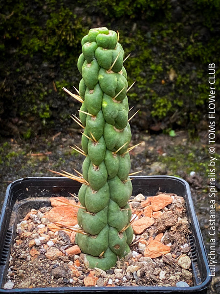 Eulychnia castanea spiralis, organically grown succulent plants and cactus for sale at TOMs FLOWer CLUB