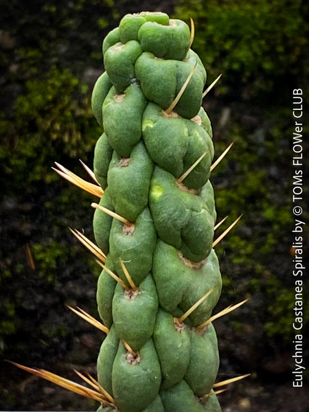 Eulychnia castanea spiralis, organically grown succulent plants and cactus for sale at TOMs FLOWer CLUB