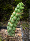 Eulychnia castanea spiralis, organically grown succulent plants and cactus for sale at TOMs FLOWer CLUB