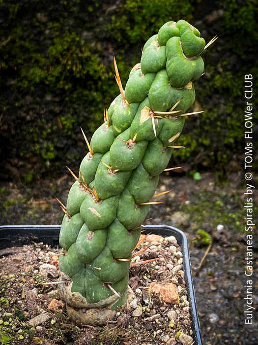 Eulychnia castanea spiralis, organically grown succulent plants and cactus for sale at TOMs FLOWer CLUB