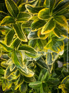 Euonymus Japonica Aureus, ever green, hardy, winterhart, variegata, Spindelstrauch, evergreen spindle or Japanese spindle, low maintenance garden, organically grown tropical plants and orchids for sale at TOMs FLOWer CLUB.