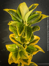 Euonymus Japonica Aureus, ever green, hardy, winterhart, variegata, Spindelstrauch, evergreen spindle or Japanese spindle, low maintenance garden, organically grown tropical plants and orchids for sale at TOMs FLOWer CLUB.