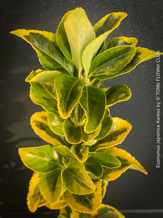 Euonymus Japonica Aureus, ever green, hardy, winterhart, variegata, Spindelstrauch, evergreen spindle or Japanese spindle, low maintenance garden, organically grown tropical plants and orchids for sale at TOMs FLOWer CLUB.