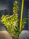 Euonymus Japonica Aureus, ever green, hardy, winterhart, variegata, Spindelstrauch, evergreen spindle or Japanese spindle, low maintenance garden, organically grown tropical plants and orchids for sale at TOMs FLOWer CLUB.