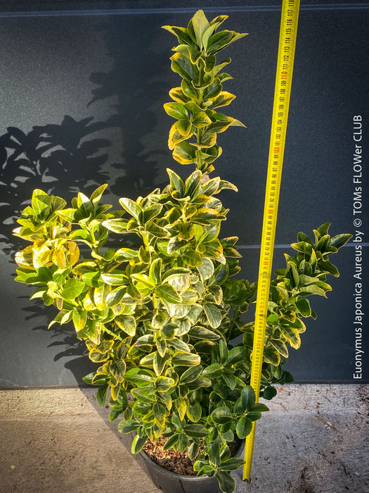 Euonymus Japonica Aureus, ever green, hardy, winterhart, variegata, Spindelstrauch, evergreen spindle or Japanese spindle, low maintenance garden, organically grown tropical plants and orchids for sale at TOMs FLOWer CLUB.
