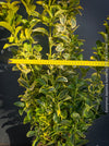 Euonymus Japonica Aureus, ever green, hardy, winterhart, variegata, Spindelstrauch, evergreen spindle or Japanese spindle, low maintenance garden, organically grown tropical plants and orchids for sale at TOMs FLOWer CLUB.