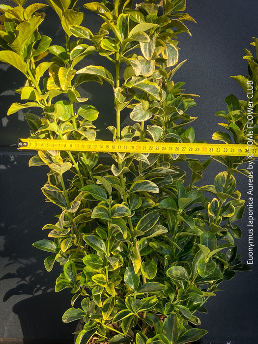 Euonymus Japonica Aureus, ever green, hardy, winterhart, variegata, Spindelstrauch, evergreen spindle or Japanese spindle, low maintenance garden, organically grown tropical plants and orchids for sale at TOMs FLOWer CLUB.