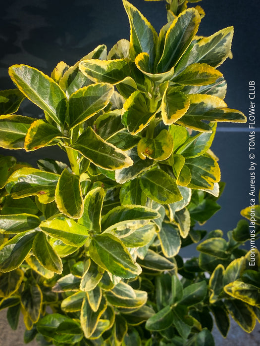 Euonymus Japonica Aureus, ever green, hardy, winterhart, variegata, Spindelstrauch, evergreen spindle or Japanese spindle, low maintenance garden, organically grown tropical plants and orchids for sale at TOMs FLOWer CLUB.