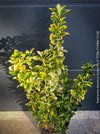 Aucuba Japonica Crotonifolia, ever green, hardy, winterhart, variegata, organically grown garden plants, scrubs and trees for sale at TOMs FLOWer CLUB.