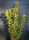 Euonymus Japonica Aureus, ever green, hardy, winterhart, variegata, Spindelstrauch, evergreen spindle or Japanese spindle, low maintenance garden, organically grown tropical plants and orchids for sale at TOMs FLOWer CLUB.