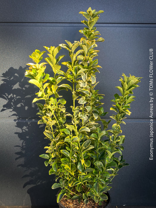 Euonymus Japonica Aureus, ever green, hardy, winterhart, variegata, Spindelstrauch, evergreen spindle or Japanese spindle, low maintenance garden, organically grown tropical plants and orchids for sale at TOMs FLOWer CLUB.