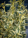 Euonymus Japonica Bravo, ever green, hardy, winterhart, variegata, Spindelstrauch, evergreen spindle or Japanese spindle, low maintenance garden, organically grown tropical plants and orchids for sale at TOMs FLOWer CLUB.