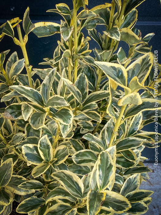 Euonymus Japonica Bravo, ever green, hardy, winterhart, variegata, Spindelstrauch, evergreen spindle or Japanese spindle, low maintenance garden, organically grown tropical plants and orchids for sale at TOMs FLOWer CLUB.
