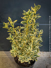 Euonymus Japonica Bravo, ever green, hardy, winterhart, variegata, Spindelstrauch, evergreen spindle or Japanese spindle, low maintenance garden, organically grown tropical plants and orchids for sale at TOMs FLOWer CLUB.