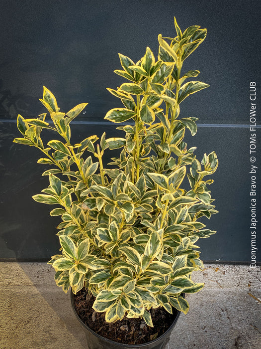 Euonymus Japonica Bravo, ever green, hardy, winterhart, variegata, Spindelstrauch, evergreen spindle or Japanese spindle, low maintenance garden, organically grown tropical plants and orchids for sale at TOMs FLOWer CLUB.