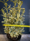 Euonymus Japonica Bravo, ever green, hardy, winterhart, variegata, Spindelstrauch, evergreen spindle or Japanese spindle, low maintenance garden, organically grown tropical plants and orchids for sale at TOMs FLOWer CLUB.
