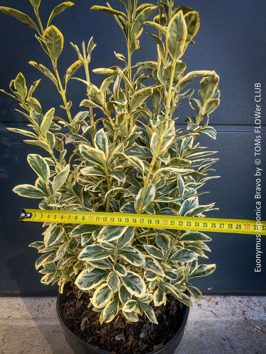 Euonymus Japonica Bravo, ever green, hardy, winterhart, variegata, Spindelstrauch, evergreen spindle or Japanese spindle, low maintenance garden, organically grown tropical plants and orchids for sale at TOMs FLOWer CLUB.
