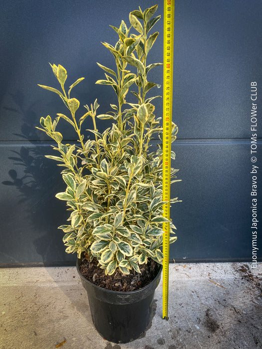 Euonymus Japonica Bravo, ever green, hardy, winterhart, variegata, Spindelstrauch, evergreen spindle or Japanese spindle, low maintenance garden, organically grown tropical plants and orchids for sale at TOMs FLOWer CLUB.