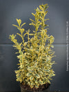 Euonymus Japonica Aureus, ever green, hardy, winterhart, variegata, Spindelstrauch, evergreen spindle or Japanese spindle, low maintenance garden, organically grown tropical plants and orchids for sale at TOMs FLOWer CLUB.
