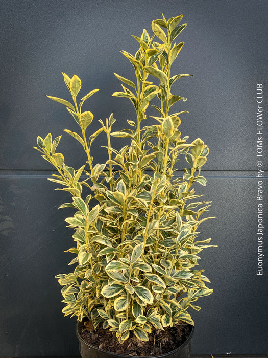 Euonymus Japonica Aureus, ever green, hardy, winterhart, variegata, Spindelstrauch, evergreen spindle or Japanese spindle, low maintenance garden, organically grown tropical plants and orchids for sale at TOMs FLOWer CLUB.
