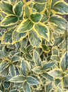 Euonymus Japonica Bravo, ever green, hardy, winterhart, variegata, Spindelstrauch, evergreen spindle or Japanese spindle, low maintenance garden, organically grown tropical plants and orchids for sale at TOMs FLOWer CLUB.