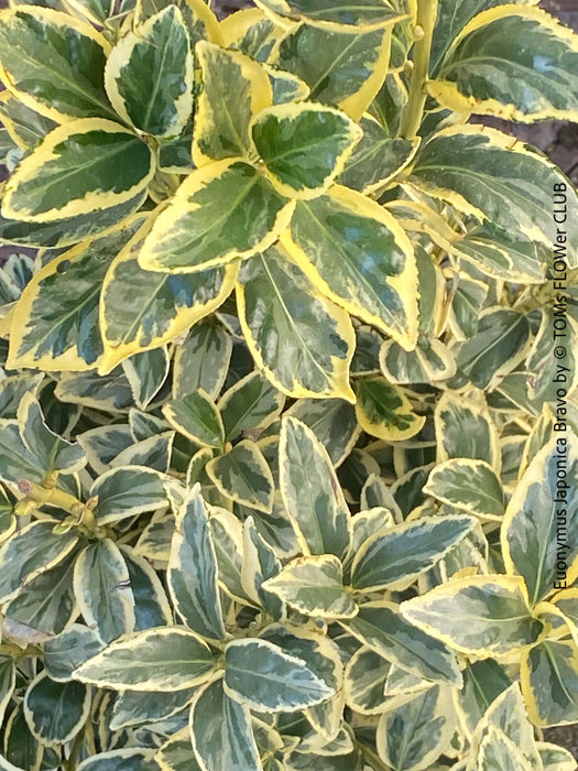Euonymus Japonica Bravo, ever green, hardy, winterhart, variegata, Spindelstrauch, evergreen spindle or Japanese spindle, low maintenance garden, organically grown tropical plants and orchids for sale at TOMs FLOWer CLUB.