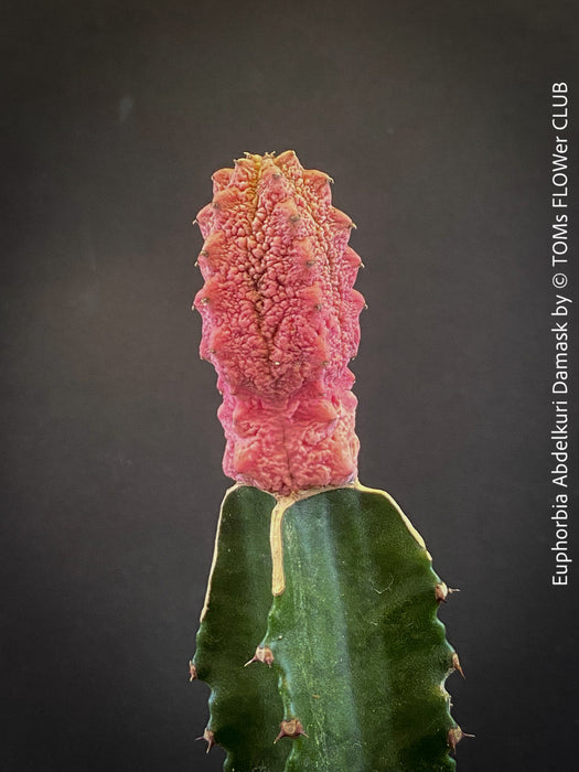 Euphorbia Abdelkuri Damask