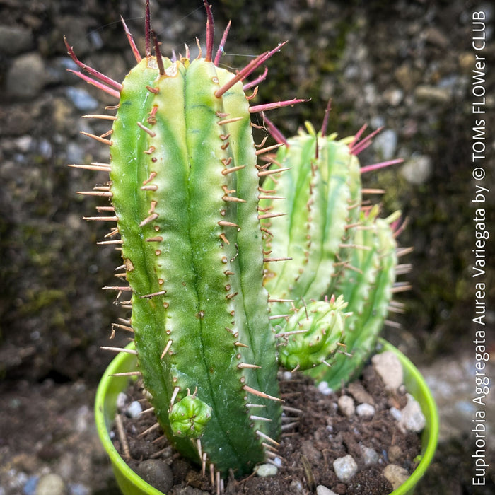 Euphorbia Aggregata Aurea Variegata
